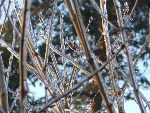 Nature's Winter Coat (of Ice)