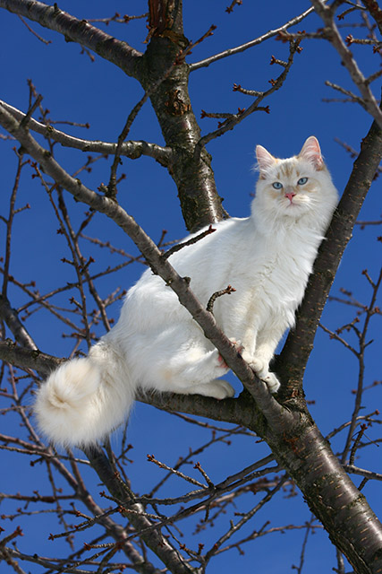 Mackenzie in the Cherry Tree