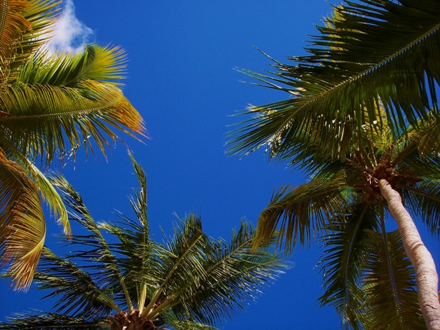 Lime In The Coconut