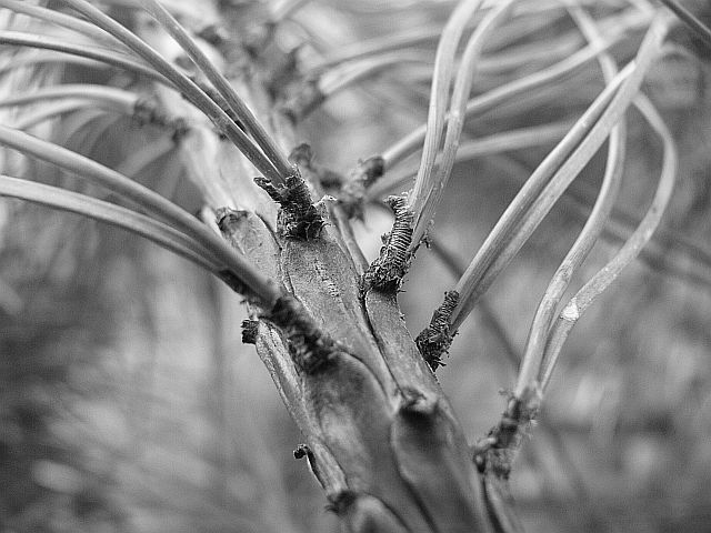 Pine