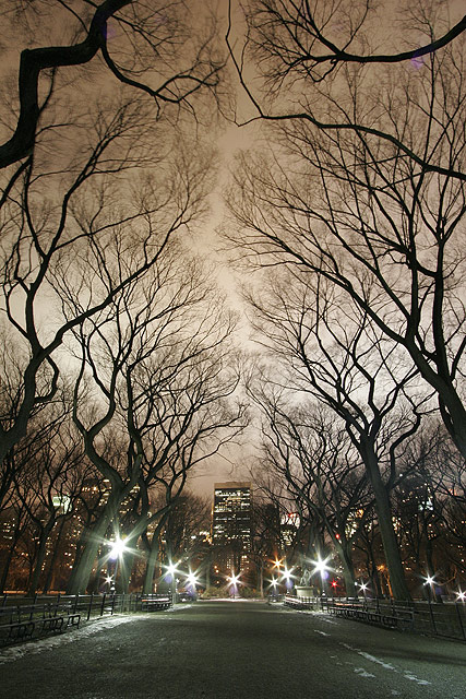 Midnight Canopy II
