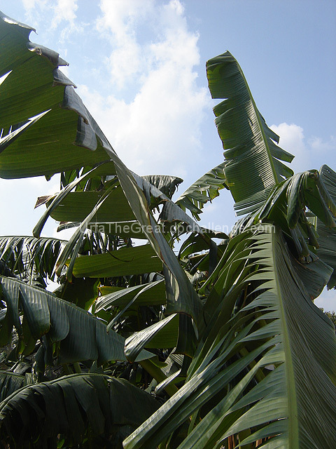 The Banana Tree Monster