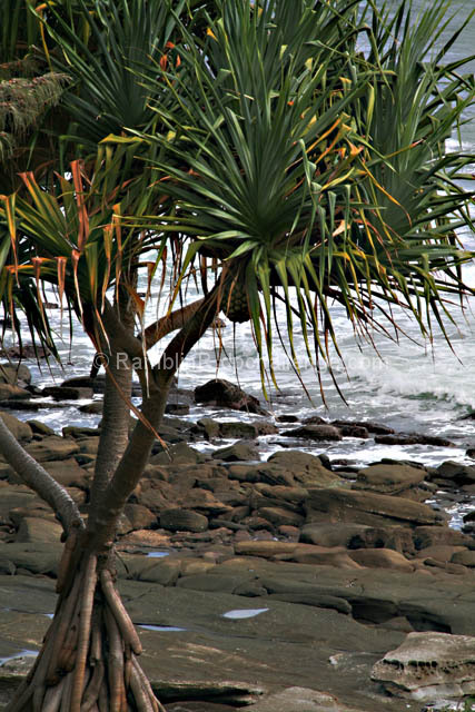 Pandanus