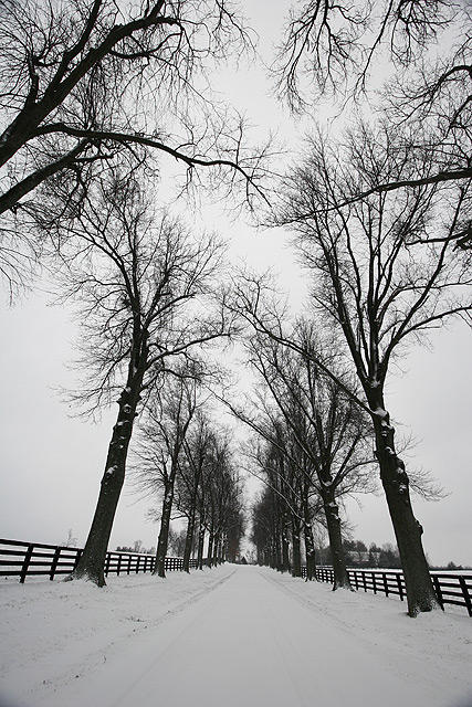 Tree Grove