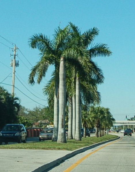 Florida Palm Trees