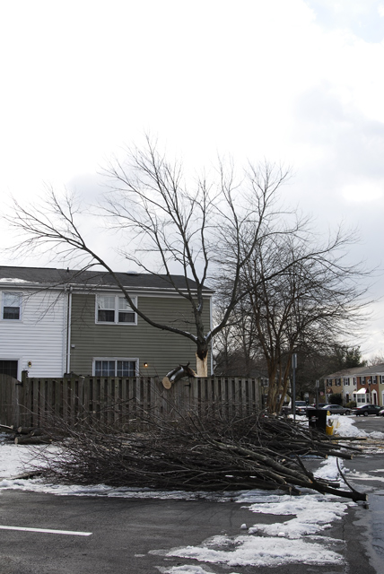 Aftermath of an Ice Storm