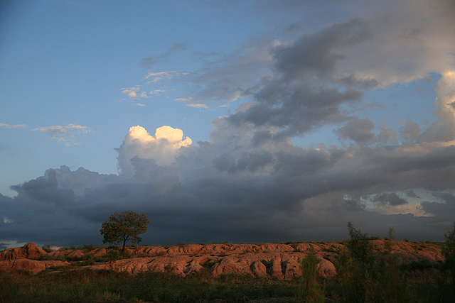 Tree on red rock