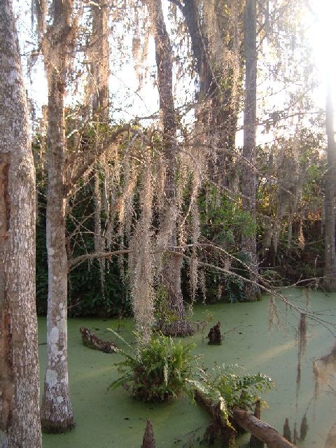 Mossy Waters