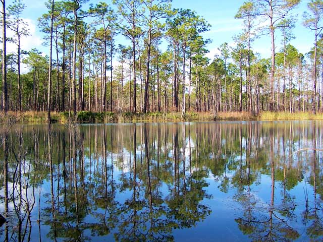 Reflective Waters