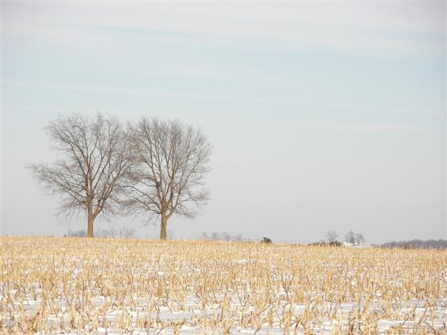 Tree's In The Field Of Gold