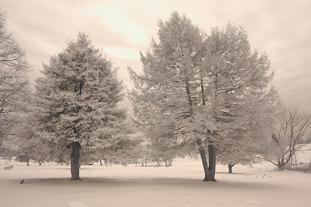 Winter Trees