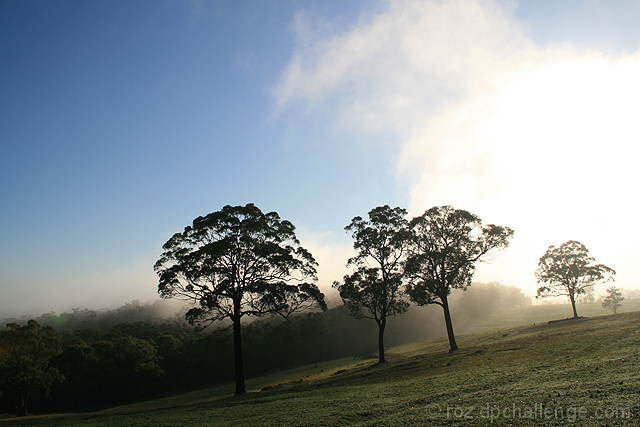 . gum trees in the mist .