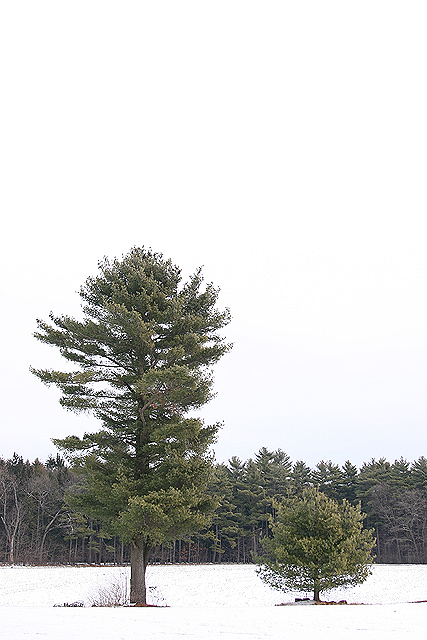 Big Tree, Little Tree..