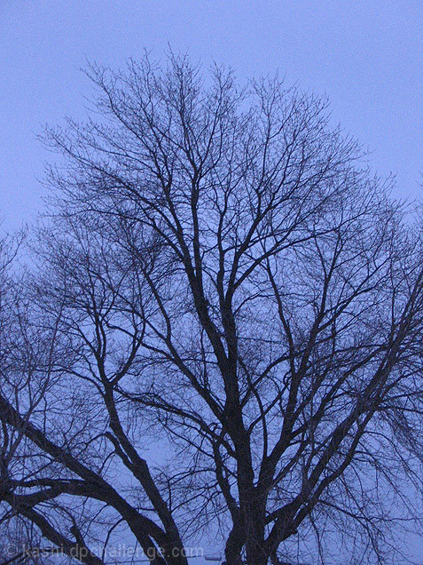 Evening Tree