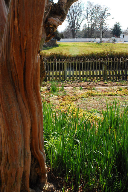 An Elder Crape Myrtle