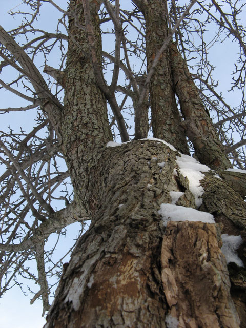 Pear tree in winter