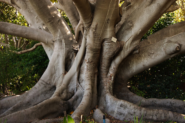 Giant Rubbertree