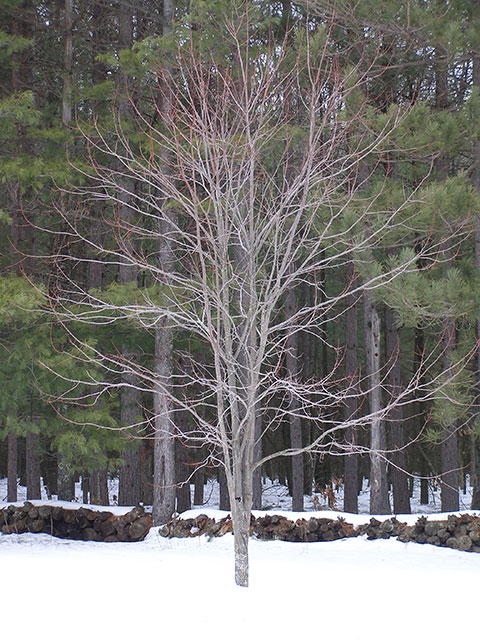 The Forest From The Tree