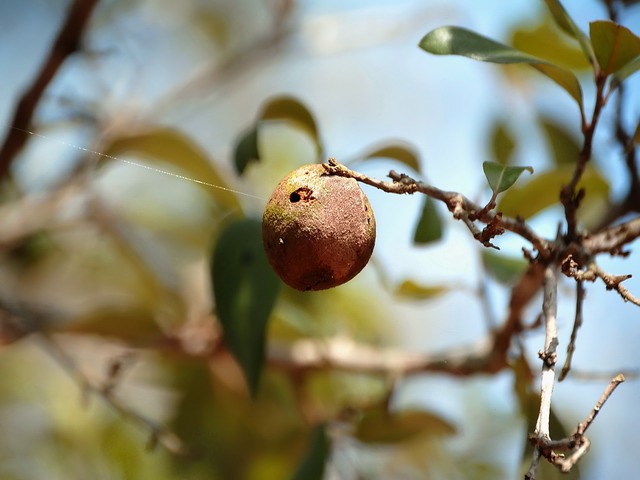 Trees With Benefits