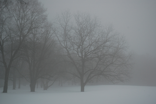 Trees in Winter Fog