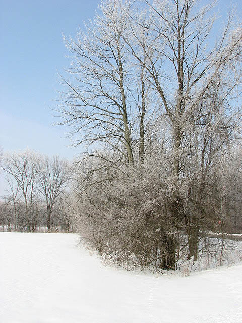 White Summer
