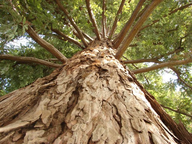 View From Below