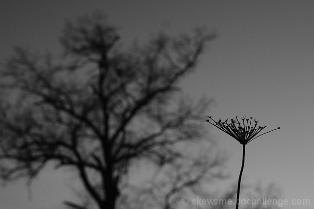 continuum