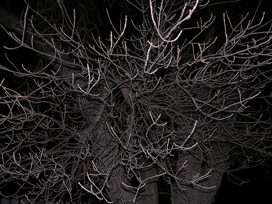 Branches in the night