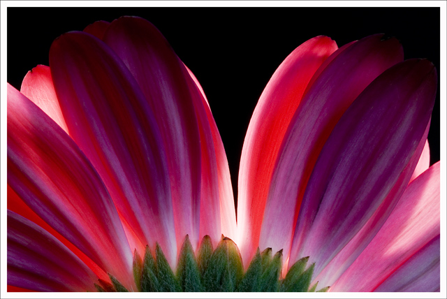 B.S.A. (Botanical Society of America)