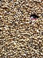 blackEYE peas