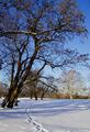 Along the Snowy Trail