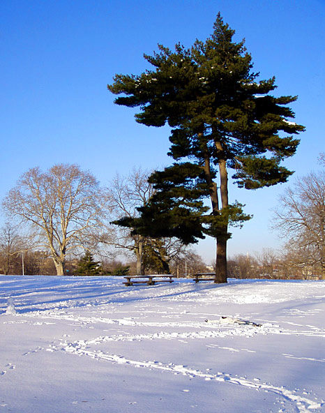 Blues on Winter's Grass