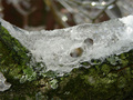 Ice On A Branch