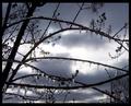 Branches of Ice