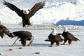 Eagle Ice Capades