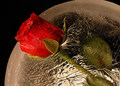 Frozen Rose