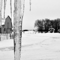 Farm Icicles