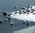 Gulls on Ice