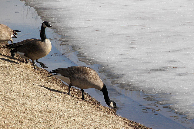 Glad the ice is melting, The geese are thirsty.