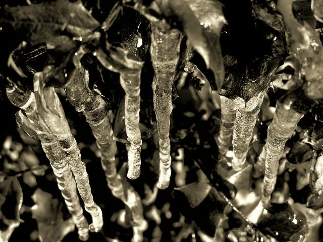 Winter's Heartless Daggers