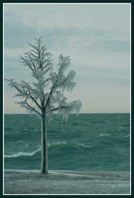 "Iced Tree, Hold the Lemon."