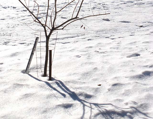 Waiting for Spring