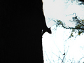 Tree Rat