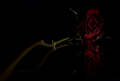 Death of a Rose