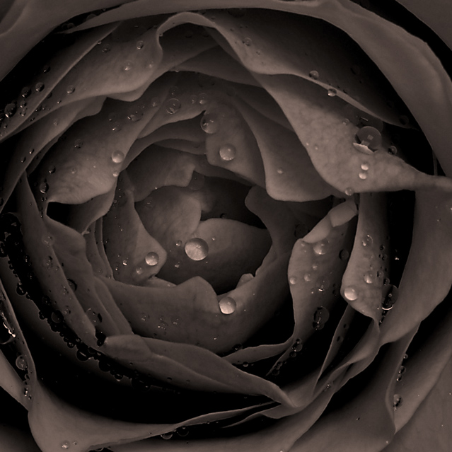 A Rose for You