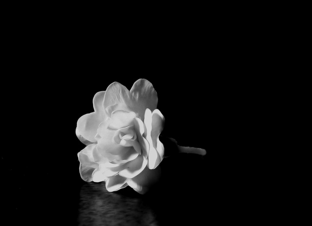 Shine Your Light