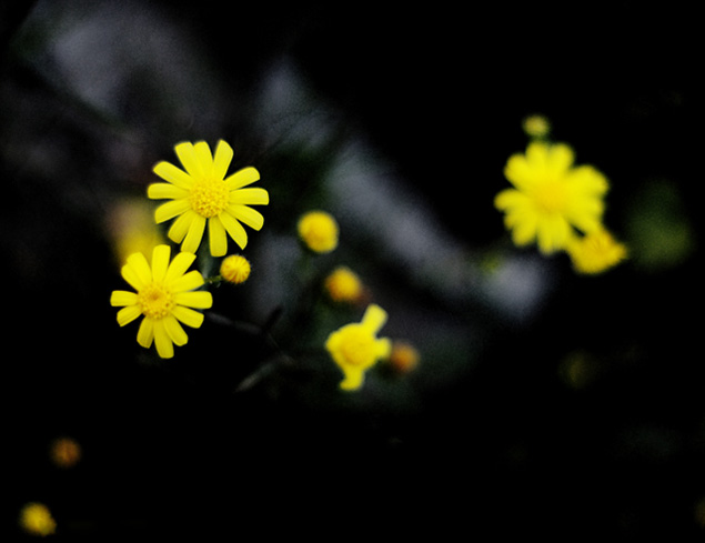 Yellow in the dark