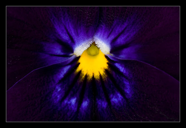 Purple Pansy