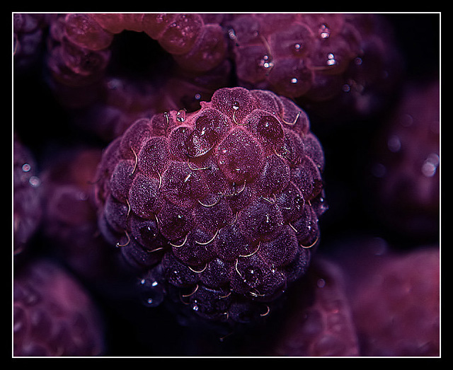 Berries