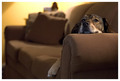 Couch Potato